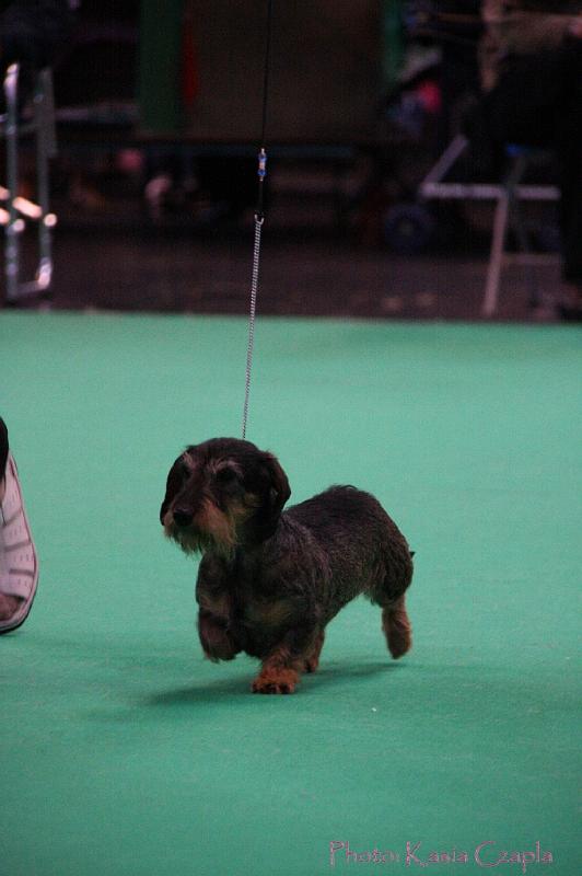 Crufts2011_2 1618.jpg